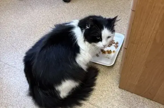 Найдена кошка, Санкт-Петербург, фото: Найдена кошка, Трамвайный пр., 23 к1