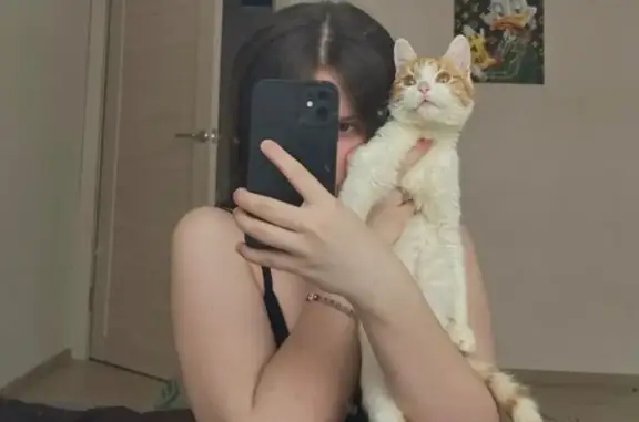 Пропала кошка, ул. Ласкорина, Москва