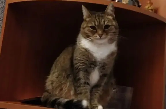 Пропала кошка, ул. Нуриманова, Октябрьский - photo