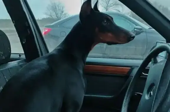 Найдена собака, Воронеж, фото: Собака найдена на ул. 6-й Стрелковой Дивизии, 1