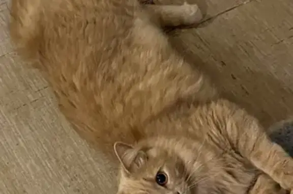 Пропала кошка, ул. Стачек, Ярославль - photo