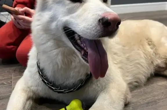 Найдена собака, Красногорск, фото: Найдена собака: Павшинский бул., 30, Крск