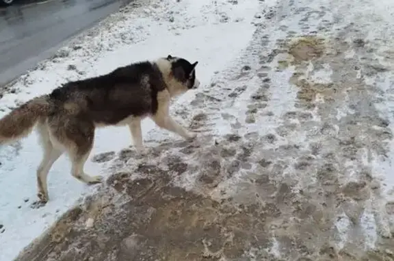Найдена собака, Белгород, фото: Хаски найден на бульваре Строителей, 18