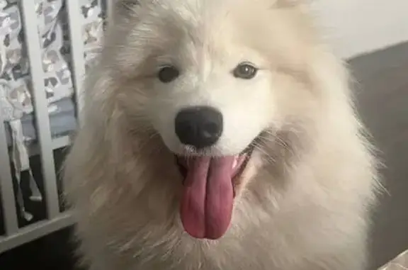 Пропала самоедская лайка, Крупской 23 - photo