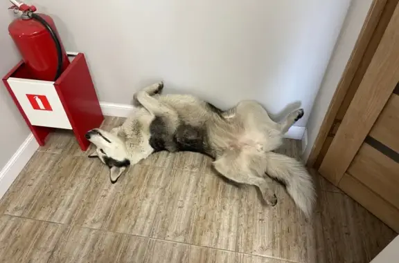 Найдена собака, Владикавказ, фото: Собака найдена на ул. Калинина, Владикавказ