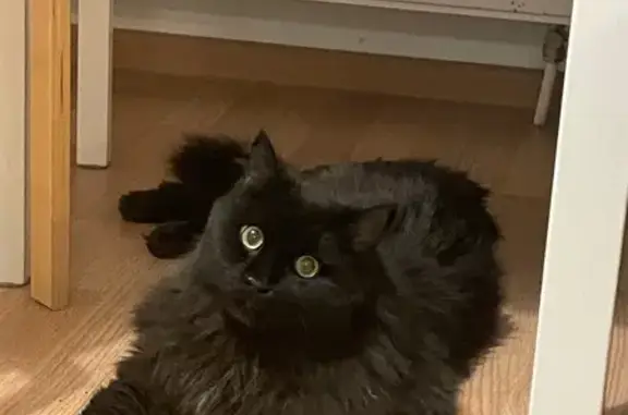 Найдена кошка, Екатеринбург, фото: Кот найден на Рассветной, 6 к2, Екатеринбург