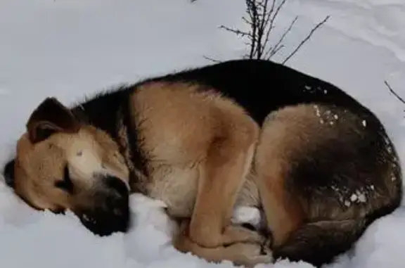 Найдена собака, Воронеж, фото: Собака найдена в сквере на Юлюса Янониса