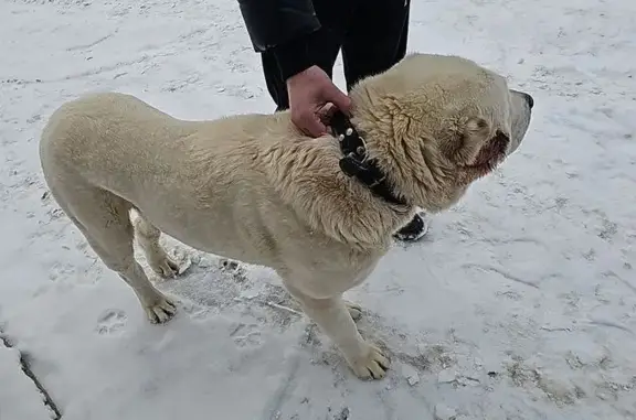 Найдена собака, Томилино, фото: Алабай найден у храма, Красково, Карла Маркса 2