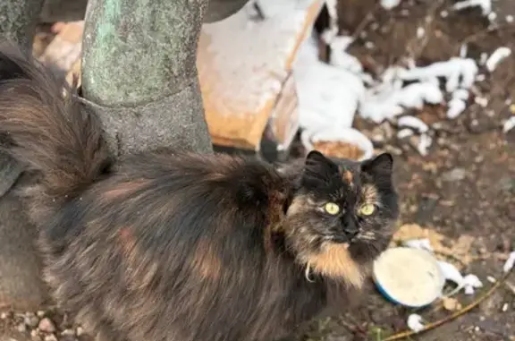 Найдена кошка, Нахабино, фото: Найдена кошка, Гражданская ул., Нахабино