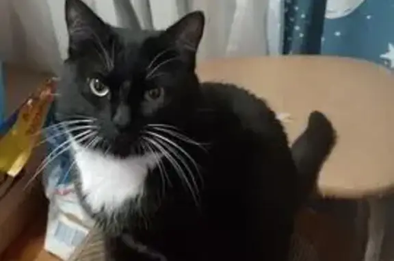 Пропала кошка, Мартеновская, Н. Тагил - photo