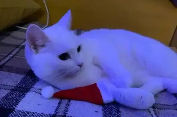 Пропала кошка, пр. Ленина 38, Сургут - photo