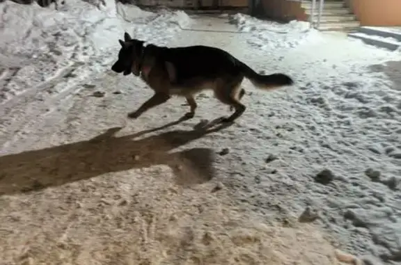 Найдена собака, Томск, фото: Овчарка у ГУМа: ул. Р. Люксембург, 24А