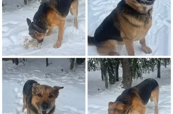 Найдена собака, Ступино, фото: Собака найдена: МО, чёрно-рыжая с ошейником