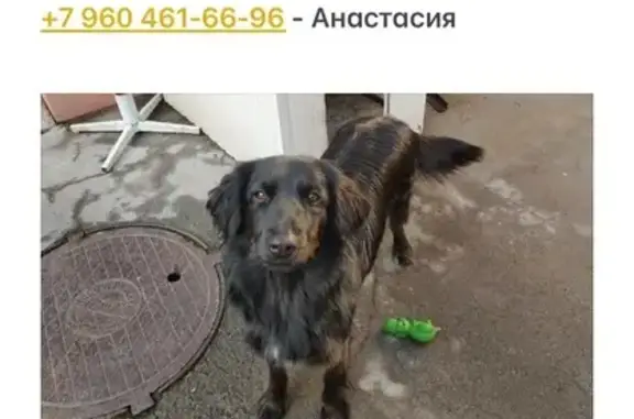 Пропала собака, ул. Мадояна 205Б, Ростов-на-Дону - photo