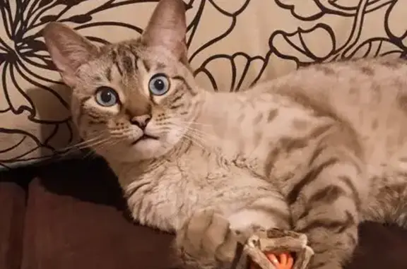 Найдена кошка, Липецк, фото: Найден кот на ул. Катукова, 1, Липецк