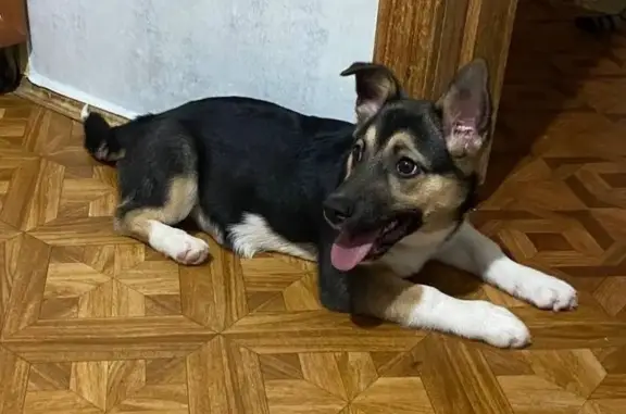 Найдена собака, Казань, фото: Щенок найден: ул. Фучика, 34, Казань