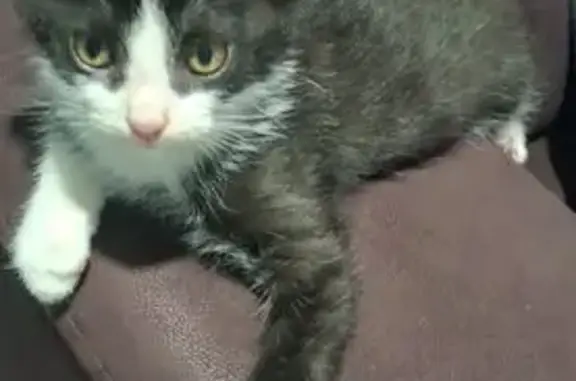 Пропала кошка, Рахинская 24, Волгоград - photo