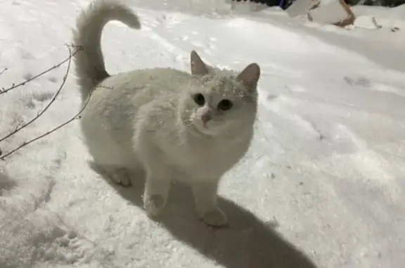 Найдена кошка, Пенза, фото: Найдена белая кошка, ул. Согласие, 36
