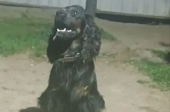 Пропала собака в д. Быстрая, Минусинск - photo