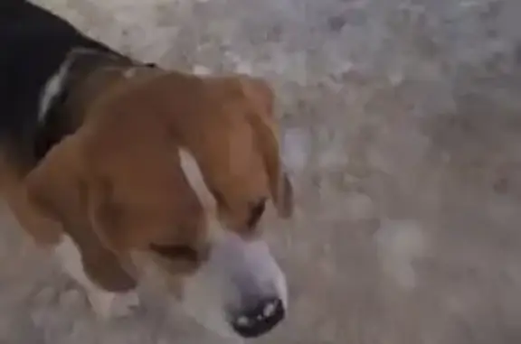 Найдена собака, Оренбург, фото: Собака найдена: ул. Конституции СССР, 28