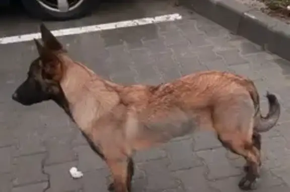 Собаки потеряшки, Калининград, фото: Потеряшка собака, ул. А. Невского 7-9, Калининград