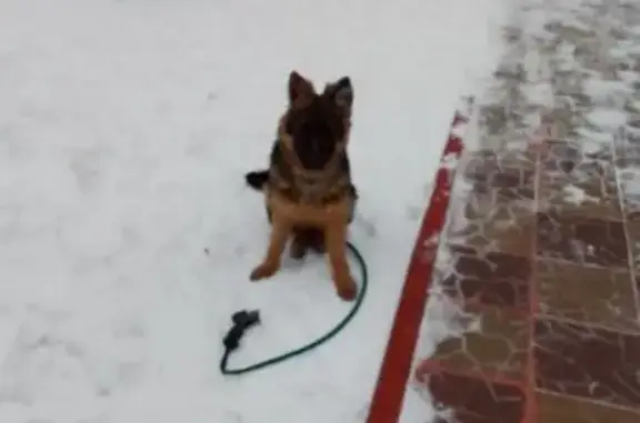 Пропала овчарка, ул. ДОС, Пенза - photo