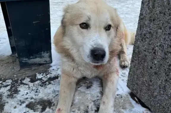 Найдена собака, Волгоград, фото: Собака найдена: Ополченская 47, Волгоград