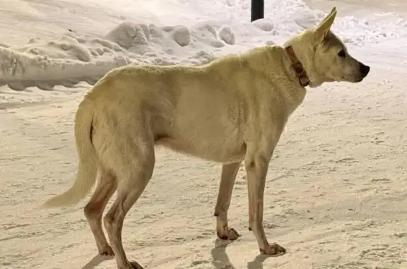 Найдена собака, Москва, фото: Собака найдена в парке, Ратная ул., Москва