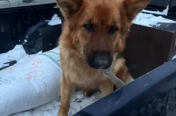 Найдена собака, Арамиль, фото: Собака найдена на Пролетарской, Арамиль