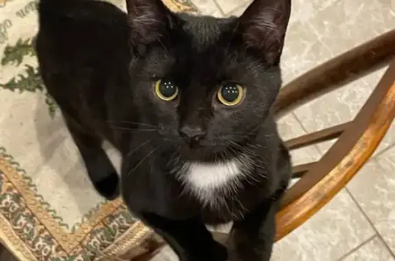 Пропала кошка, ул. Негина 26, Саров - photo