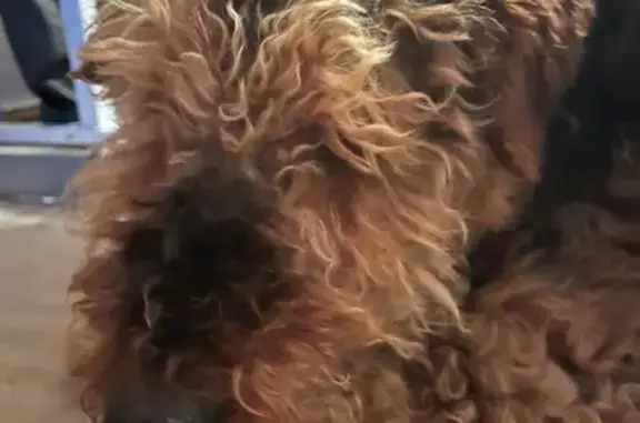 Найдена собака, Падиково, фото: Найден эрдельтерьер, 27 Падиково