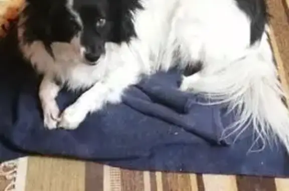 Пропала собака, ул. Городовикова, Волгоград - photo