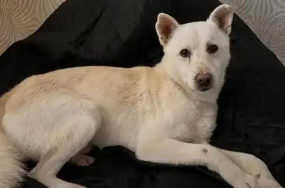 Пропала собака, Радужная ул., Чебоксары - photo