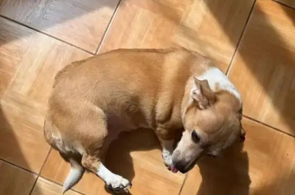 Пропала собака, Геленджик, Цветочная 10 - photo