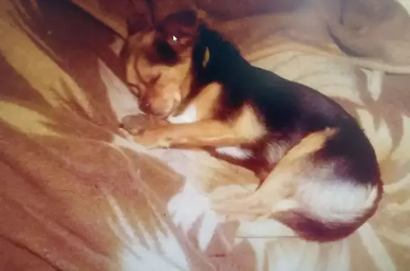 Пропала собака Белик, Москва, ул. 11 - photo