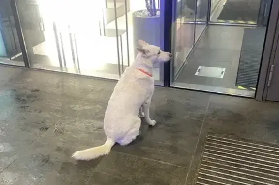 Найдена собака, Волгоград, фото: Собака найдена у Ворошиловского ТЦ, Волгоград