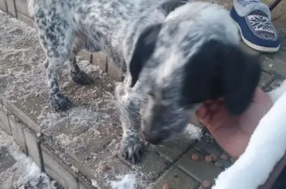 Найдена собака, Курск, фото: Собака найдена: ул. Ильича, 104А, Курск