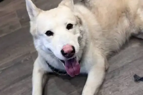 Найдена собака, Красногорск, фото: Хаски найдена, Павшинский бул., 17 с1