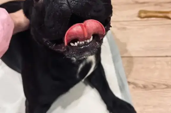 Французский бульдог найден, Веры Волошиной 12 - photo