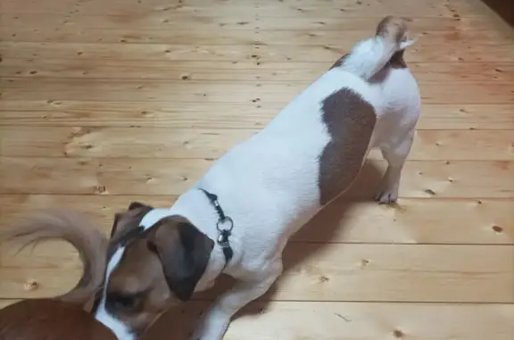 Найдена собака, Саратов, фото: Найдена собака, ул. Тархова, Саратов