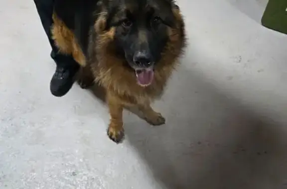 Найдена собака, Смоленка, фото: Найдена собака, Амурская ул., Смоленка