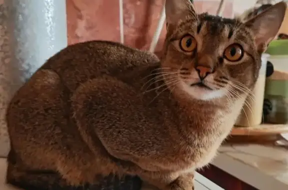 Пропала кошка, Пролетарская 28, Выкса - photo