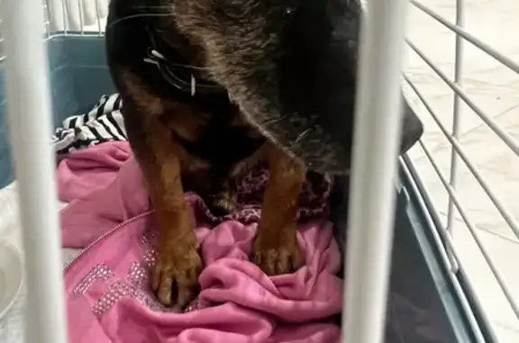 Найдена собака, Брянск, фото: Слепая собака найдена на Советской, Брянск