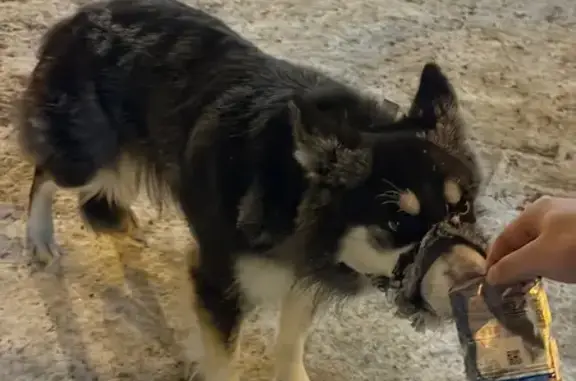 Найдена собака, Иркутск, фото: Потерявшийся пес на ул. Карла Маркса, Иркутск