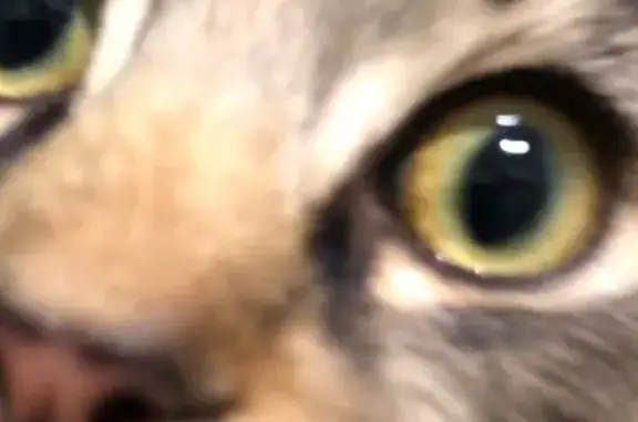 Найдена кошка, Калининград, фото: Найдена кошка на ул. Невского, 15, Калининград