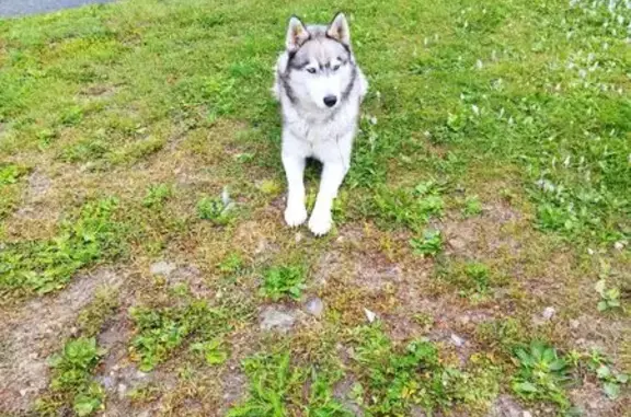 Пропала собака, ул. Суворова, Каменск - photo