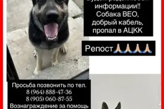 Пропала собака Жур, пр. Бумажников, Астрахань - photo