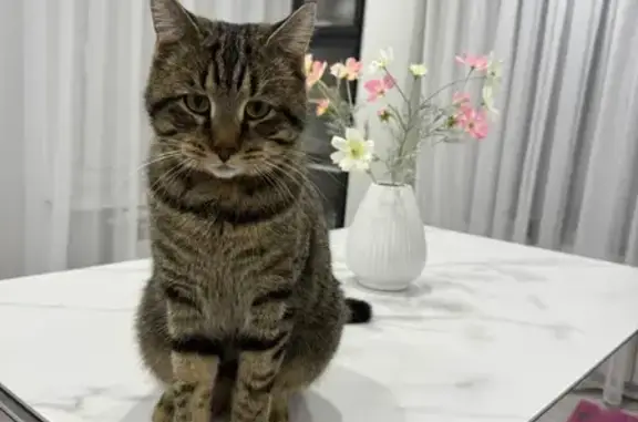 Пропала кошка, Октябрьская ул., Винзили - photo