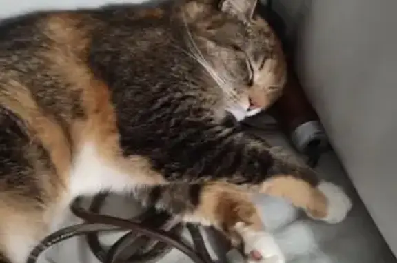 Пропала кошка, Панфилова ул. 15, СПб - photo