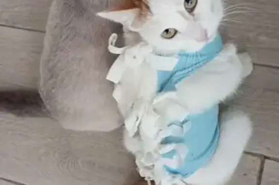 Пропала кошка Муся, ул. Дзержинского, Курган - photo